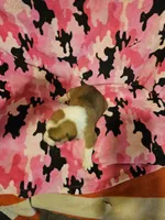 Uelle (Call-Text), a female Border Collie for sale in Cape Girardeau, MO – Photo 1 of 10