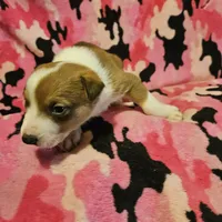 Uelle (Runt, Call-Text), a female Border Collie for sale in Cape Girardeau, MO – Photo 5 of 10