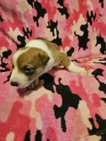 Uelle (Call-Text), a female Border Collie for sale in Cape Girardeau, MO – Photo 7 of 10