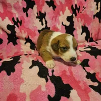 Uelle (Runt, Call-Text), a female Border Collie for sale in Cape Girardeau, MO – Photo 6 of 10