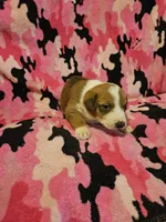 Uelle (Call-Text), a female Border Collie for sale in Cape Girardeau, MO – Photo 8 of 10