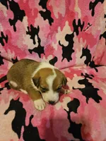 Uelle (Runt, Call-Text), a female Border Collie for sale in Cape Girardeau, MO – Photo 8 of 10