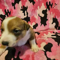 Uelle (Runt, Call-Text), a female Border Collie for sale in Cape Girardeau, MO – Photo 3 of 10
