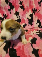 Uelle (Call-Text), a female Border Collie for sale in Cape Girardeau, MO – Photo 5 of 10