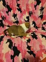 Uelle (Runt, Call-Text), a female Border Collie for sale in Cape Girardeau, MO – Photo 10 of 10