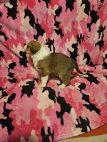 Uelle (Call-Text), a female Border Collie for sale in Cape Girardeau, MO – Photo 2 of 10