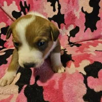 Uelle (Runt, Call-Text), a female Border Collie for sale in Cape Girardeau, MO – Photo 2 of 10