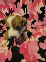 Uelle (Call-Text), a female Border Collie for sale in Cape Girardeau, MO – Photo 4 of 10