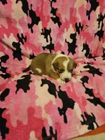 Uelle (Call-Text), a female Border Collie for sale in Cape Girardeau, MO – Photo 3 of 10