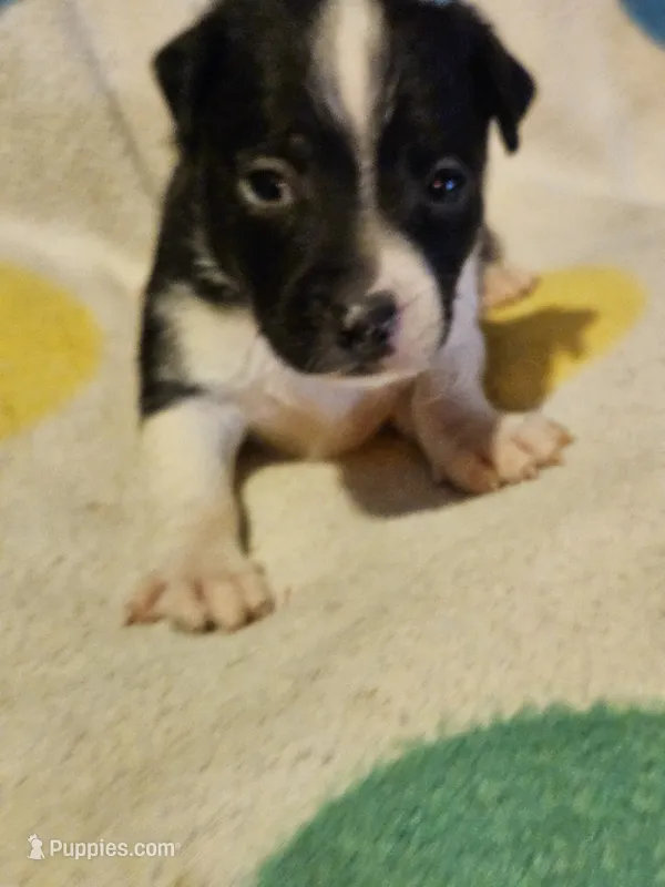 Checker (T-Cup, Call-Text) – Chihuahua puppy for sale in Cape Girardeau, MO