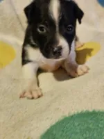 Checker (T-Cup, Call-Text), a male Chihuahua for sale in Cape Girardeau, MO – 1 of 10