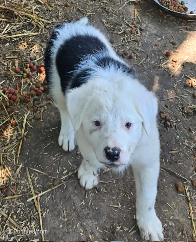 Inman (Blue/Green Eyes!) – Border Collie puppy for sale in Cape Girardeau, MO