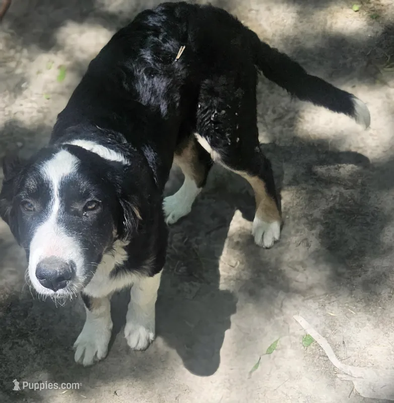 Elfrank (Call-Text) – Border Collie puppy for sale in Cape Girardeau, MO