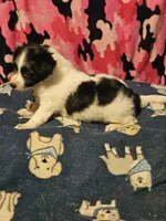 Price (T-Cup), a female Chihuahua for sale in Cape Girardeau, MO – 6 of 10