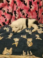 Inman (Blueish Eyes!), a male Border Collie for sale in Cape Girardeau, MO – 8 of 10