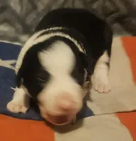 Franney, a female Border Collie for sale in Cape Girardeau, MO – 7 of 10