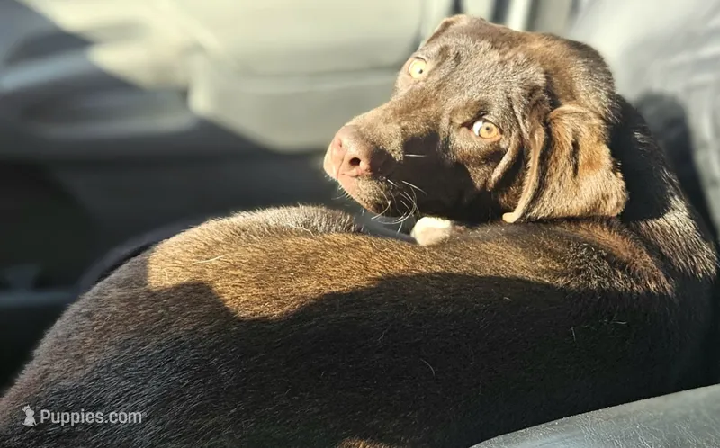 Cierra (Trained) – Border Collie puppy for sale in Cape Girardeau, MO