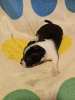 Checker (T-Cup, Call-Text), a male Chihuahua for sale in Cape Girardeau, MO – 4 of 10