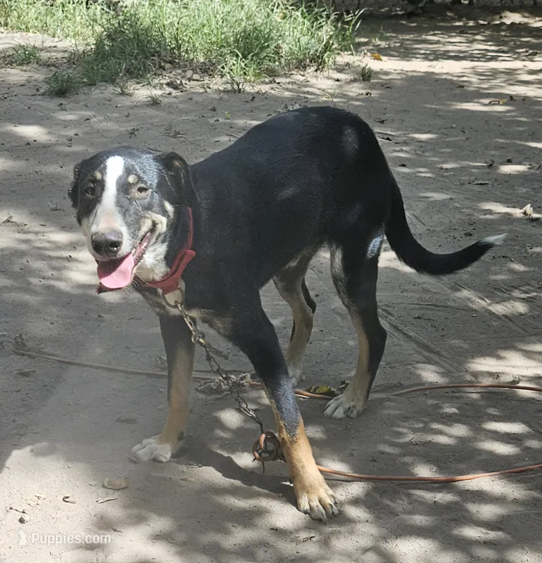Pete – Border Collie puppy for sale in Cape Girardeau, MO