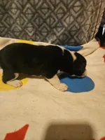 Bo (Perfect Markings), a male Border Collie for sale in Cape Girardeau, MO – 8 of 10
