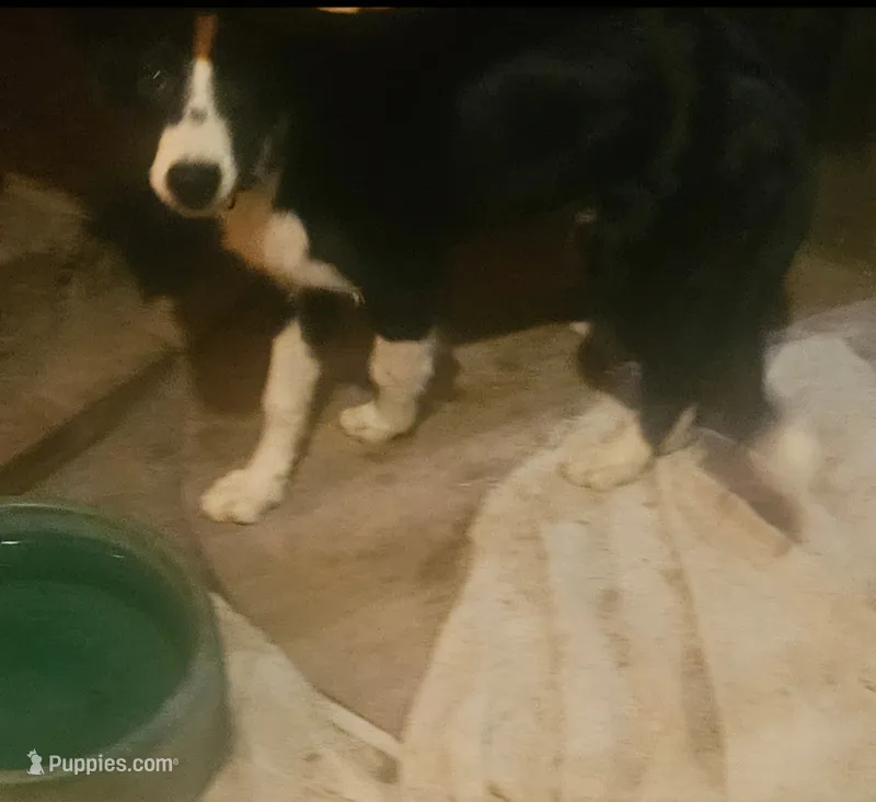 Noddy (Mini/Call-Text) – Border Collie puppy for sale in Cape Girardeau, MO