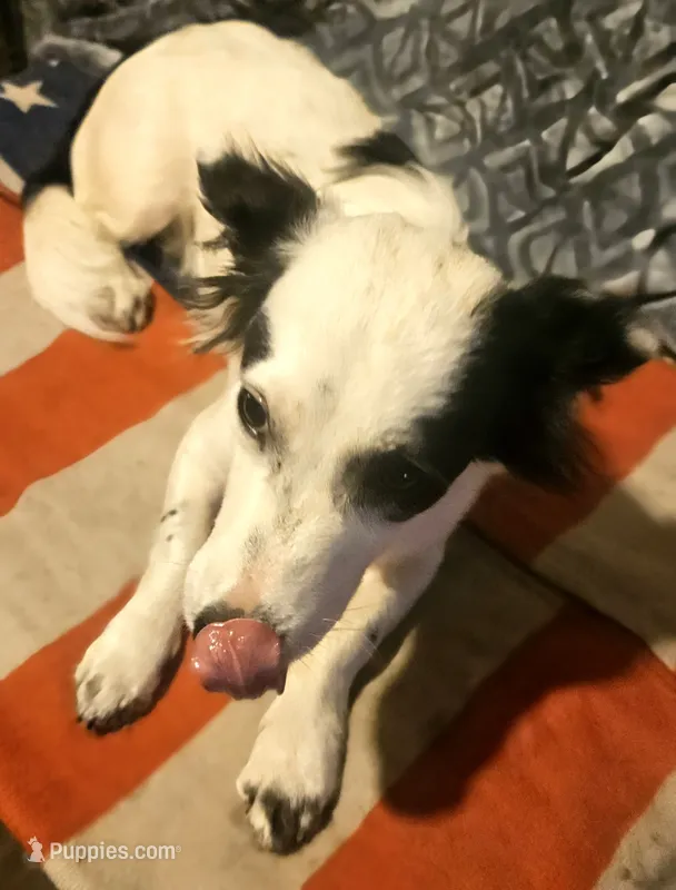 Elmo (Trained) – Chihuahua puppy for sale in Cape Girardeau, MO