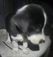 Bo (Call-Text), a male Border Collie for sale in Cape Girardeau, MO – 7 of 10
