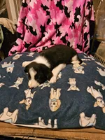 Jay, a male Border Collie for sale in Cape Girardeau, MO – 8 of 10
