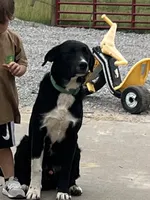 Ice (Call-Text), a male Border Collie for sale in Cape Girardeau, MO – 2 of 3