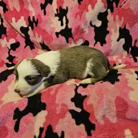 Suzy (Call-Text), a female Border Collie for sale in Cape Girardeau, MO – Photo 2 of 10