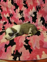 Suzy (Call-Text), a female Border Collie for sale in Cape Girardeau, MO – Photo 2 of 10