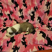 Suzy (Call-Text), a female Border Collie for sale in Cape Girardeau, MO – Photo 4 of 10