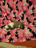 Suzy (Call-Text), a female Border Collie for sale in Cape Girardeau, MO – Photo 4 of 10