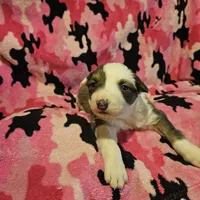Suzy (Call-Text), a female Border Collie for sale in Cape Girardeau, MO – Photo 6 of 10
