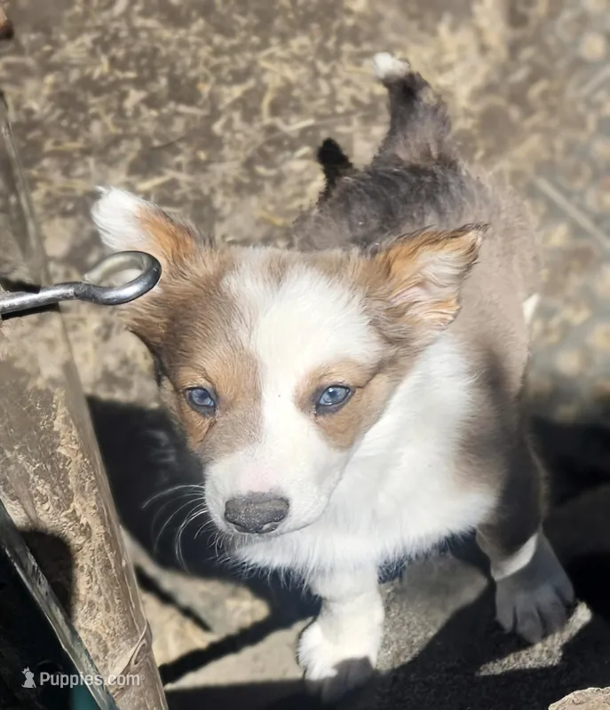 Suzy (Call-Text) – Border Collie puppy for sale in Cape Girardeau, MO