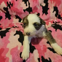 Suzy (Call-Text), a female Border Collie for sale in Cape Girardeau, MO – Photo 8 of 10