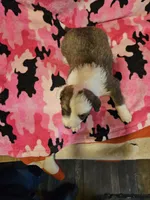Suzy (Call-Text), a female Border Collie for sale in Cape Girardeau, MO – Photo 6 of 10