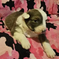 Suzy (Call-Text), a female Border Collie for sale in Cape Girardeau, MO – Photo 5 of 10