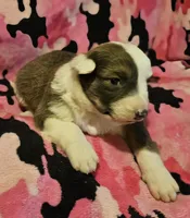 Suzy (Call-Text), a female Border Collie for sale in Cape Girardeau, MO – Photo 5 of 10