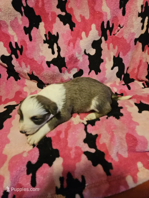 Suzy (Call-Text), a female Border Collie for sale in Cape Girardeau, MO – Photo 1 of 10