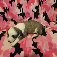 Suzy (Call-Text), a female Border Collie for sale in Cape Girardeau, MO – Photo 1 of 10