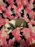 Suzy (Call-Text), a female Border Collie for sale in Cape Girardeau, MO – Photo 1 of 10