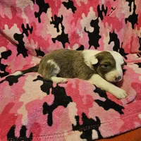 Suzy (Call-Text), a female Border Collie for sale in Cape Girardeau, MO – Photo 9 of 10