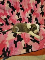 Suzy (Call-Text), a female Border Collie for sale in Cape Girardeau, MO – Photo 10 of 10