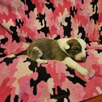 Suzy (Call-Text), a female Border Collie for sale in Cape Girardeau, MO – Photo 7 of 10