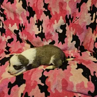 Suzy (Call-Text), a female Border Collie for sale in Cape Girardeau, MO – Photo 3 of 10