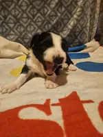 Noddy (T-Cup), a male Chihuahua for sale in Cape Girardeau, MO – 3 of 9
