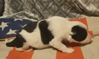 Halley (Fluffy, Blue Eyes), a female Border Collie for sale in Cape Girardeau, MO – 5 of 10