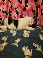 Inman (Blueish Eyes!), a male Border Collie for sale in Cape Girardeau, MO – 3 of 10