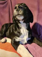 Ice (Trained), a male Border Collie for sale in Cape Girardeau, MO – 2 of 7